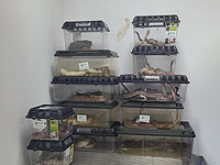 69 змей на борту самолета: в аэропорту