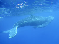 Получены первые подтверждения, что киты слышат друг друга на расстоянии более ста километров