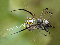 Пауки используют