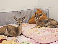 Будни больницы для диких животных при 