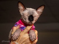 Выставка кошек в Израиле. Фоторепортаж