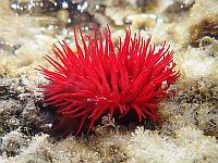 Актинии научились путешествовать по морю 