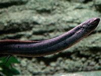 Живое ископаемое признано рекордсменом по длине генома: в 30 раз больше, чем у человека