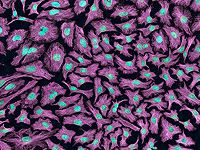 Израильские ученые показали, что 