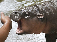 Маленький бегемот стал интернет-звездой и привлек тысячи туристов в зоопарк