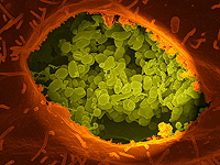 Израильские ученые объяснили, как бактерии