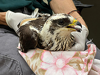 Беды перелетных осоедов – переломы и паралич из-за столкновения с окнами