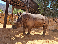 Носорог Тупак переехал из 