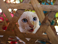 Исследование: кошки могут осознавать размер своего тела, что объясняет их 