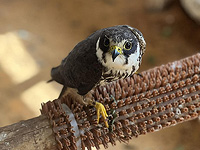 В больницу при 