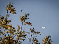 Тревога на Голанских высотах: 