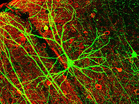 Ученые разработали