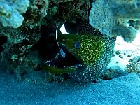 В Эйлате спасли пострадавшую леопардовую мурену