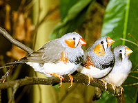 Исследование: стресс 