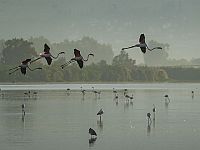 Ученые: перелетные птицы страдают от войны в Израиле, но пути миграции неизменны