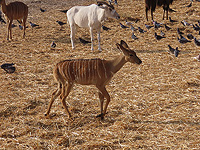 Бейби-бум в 