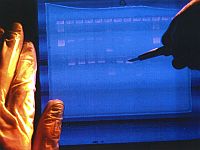 Генетики нашли в нашем ДНК 