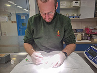 В больнице для диких животных при 