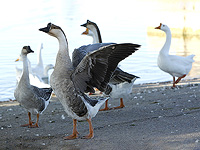 Ученики средней школы нашли новое соединение в гусином помете