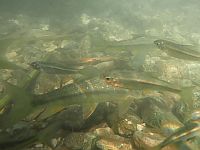 Израильские ученые узнали, как рыбы выбирают время своего рождения