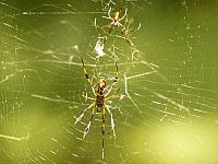 Климатический стресс влияет на качество романтических подарков пауков-самцов для самок