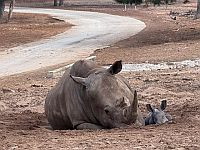 Пополнение в 