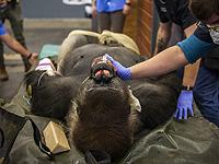 Спасение старых и 