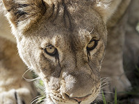 Казнен офицер 