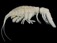 Неизвестный хищник обнаружен в Атакамской впадине на глубине почти 8 км