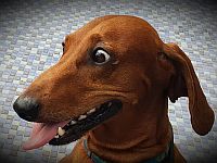 Собаки используют комбинации звуковых кнопок для общения с хозяевами