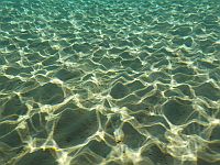 Ученые утверждают, что губка из хлопка и скелета кальмара способна впитать 99,9% микропластика