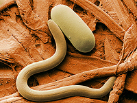 Израильские ученые создали самую точную математическую модель нематоды – суперзвезды биологии