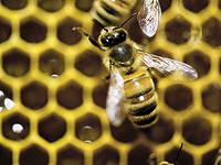 Мед можно использовать для мониторинга уровня загрязнения окружающей среды