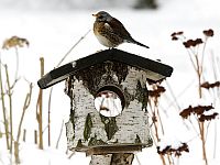 Инструмент ИИ поможет искать в снимках дикой природы подсказки об изменении климата