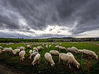 Ушная сера как индикатор здоровья: исследование на овцах поможет людям