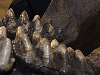 Челюсть мастодонта была обнаружена жителем штата Нью-Йорк под газоном на своем участке