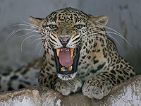 У каждого леопарда свой уникальный рык, согласно исследованию