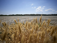 40 квадратных километров посевов пшеницы погибли из-за засухи