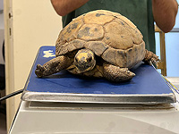 Солдат спас раненую черепаху из Южного Ливана: ее вылечат в 