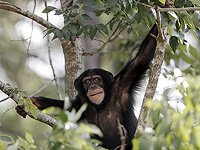 Дикие шимпанзе генетически адаптируются к разным средам обитания