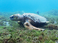 В Эйлатском заливе наблюдали редкую черепаху логгерхед. Видео