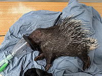 Все больше диких животных попадают под машины. В больнице при 