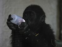 Детеныша гориллы, летевшего на борту самолета Turkish Airlines, спасли и выхаживают в зоопарке