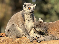 Королева лемуров: к шести самцам-лемурам в