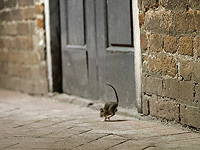 Неврологические карты страха: крысы запоминают опасные места и стараются их избегать