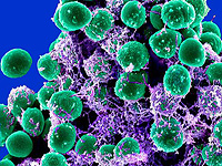 Израильские ученые описали неизвестный способ защиты бактерий от вирусов