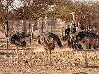 Плодитесь и размножайтесь: в заповедник Хай-Бар Йотвата выпустили страусов