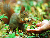 У белок, которые едят орехи с рук человека, меняется форма черепа