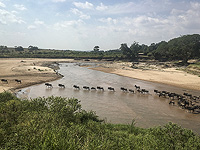 Исследователи создают глобальную карту навоза для отслеживания животных