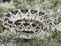 Теперь искусственный интеллект может нейтрализовать змеиный яд